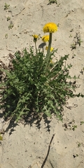 Taraxacum