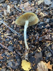 Psilocybe angulospora