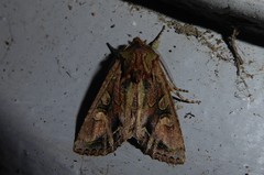 Ichneutica skelloni