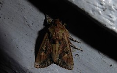 Ichneutica skelloni