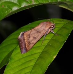 Ophiusa trapezium