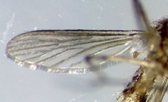 Culex annulirostris