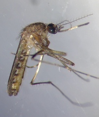 Culex annulirostris