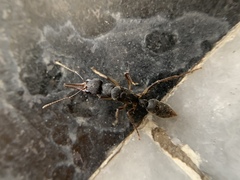 Harpegnathos venator