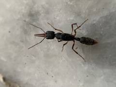 Harpegnathos venator