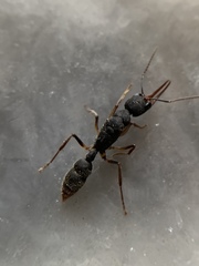 Harpegnathos venator