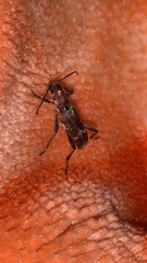 Xylotrechus stebbingi