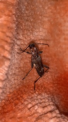 Xylotrechus stebbingi