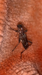 Xylotrechus stebbingi