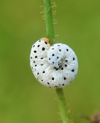 Tenthredo neobesa