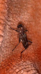 Xylotrechus stebbingi