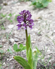 Orchis × hybrida