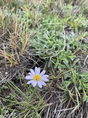 Aster asa-grayi