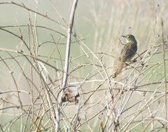 Locustella