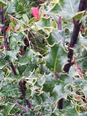 Ilex aquifolium