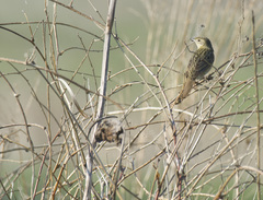 Locustella