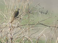 Locustella