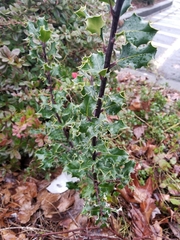 Ilex aquifolium
