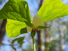 Trillium rugelii