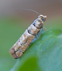 Blastesthia tessulatana