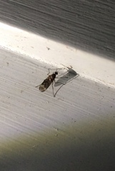 Sylvicola neozelandicus