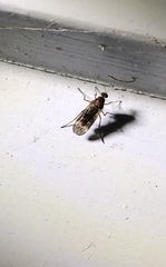 Sylvicola neozelandicus