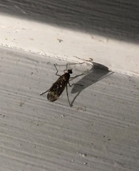 Sylvicola neozelandicus