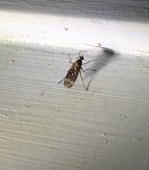 Sylvicola neozelandicus