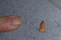 Planotortrix