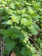 Urtica dioica