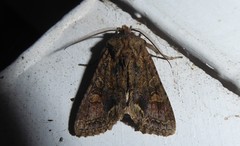 Ichneutica skelloni