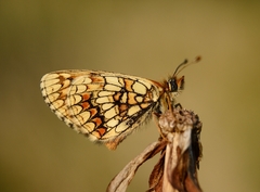 Melitaea aurelia