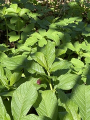 Scopolia carniolica