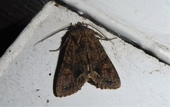 Ichneutica skelloni