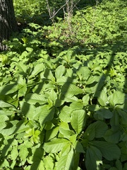 Scopolia carniolica