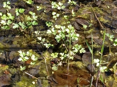 Ranunculus repens