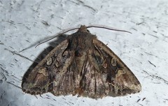 Ichneutica skelloni
