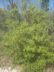 Phillyrea latifolia media