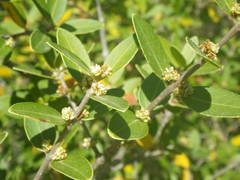 Phillyrea latifolia media