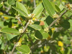 Phillyrea latifolia media