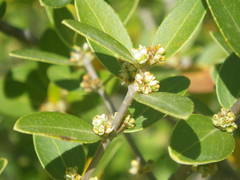 Phillyrea latifolia media