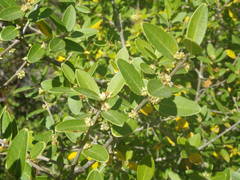 Phillyrea latifolia media