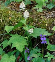Tiarella austrina