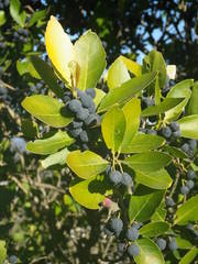 Phillyrea latifolia media