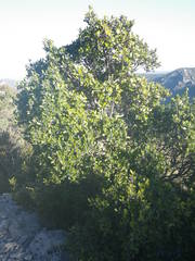 Phillyrea latifolia media