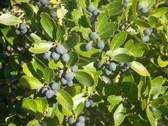 Phillyrea latifolia media