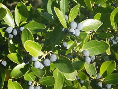 Phillyrea latifolia media