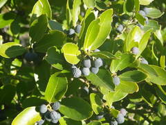 Phillyrea latifolia media