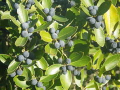 Phillyrea latifolia media