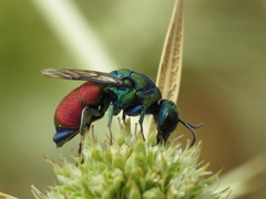 Pseudochrysis incrassata
